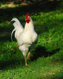 White Rooster