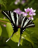 Zebra Swallowtail