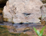 Louisiana Waterthrush