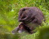 Praying Beaver