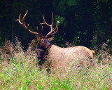 First Big Bull of 2009 Rut