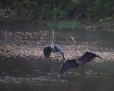 Mating Blue Herons