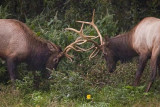 Sparring Satellite Bulls