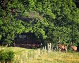 107799-elk-in-velvet-cochrane-cabin-8x10-web.jpg