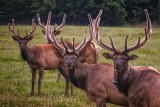 109376-july-bull-elk-in-velvet-10x8-web.jpg