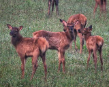 109561-cow-elk-and-calves-july-2010-crop-8x10-web.jpg