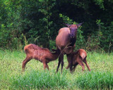 100400-rare-cow-elk-with-twins-10x8-web.jpg