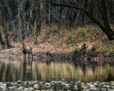 110295-calf-elk-drinking-from-the-buffalo-web.jpg