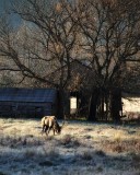 I11412-grazing-elk-frosty-morning-web.jpg