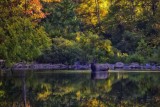 Bull Crossing the Buffalo National River in Fall Color