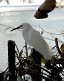 Egret.JPG