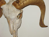 Big Horn Sheep Skull.JPG