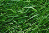 Amsterdam-Grass in Wind.JPG