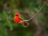 Vermilion Flycatcher.jpg