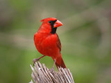 Male Northern Cardinal