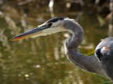 PA206143 - Great Blue Heron.jpg