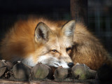 Nap Time.jpg