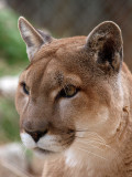 PB115852 - Cougar.jpg