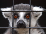 PB116038 - Ring-tailed Lemur.jpg