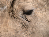 Rhino Eye.jpg