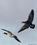 Barnacle goose