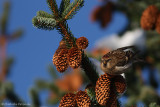 Mealy redpoll