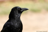 Carrion crow