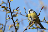 Eurasian blue tit