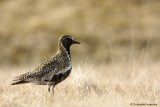 European golden plover