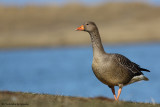 Greylag goose