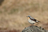 Northern wheatear