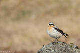 Northern wheatear