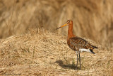 Black-tailed godwitt (sub.sp. islandica)