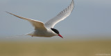Arctic tern