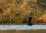 Ring-necked duck*