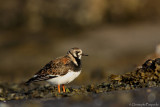 Ruddy turnstone