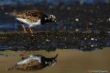 Ruddy turnstone