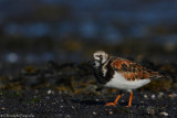 Ruddy turnstone