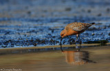 Red knot