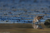 Sanderling