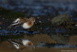 Sanderling