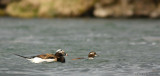 Long-tailed duck