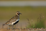 European golden plover