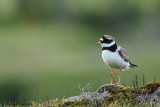 Common ringed plover