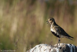 European golden plover