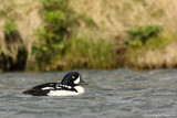 Barrows goldeneye