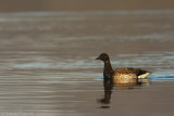 Brent goose (sub.sp. hrota)