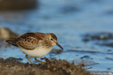 Least sandpiper*