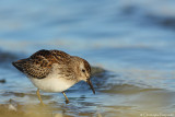 Least sandpiper*