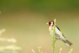 European goldfinch